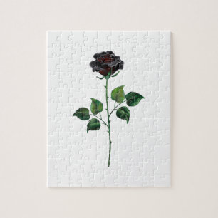 Blume der schwarzen Rose