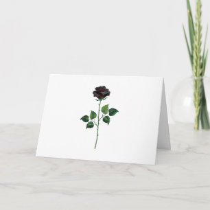 Blume der schwarzen Rose