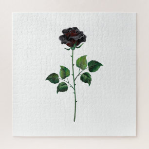 Blume der schwarzen Rose