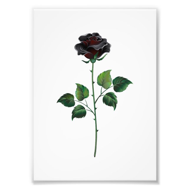 Blume der schwarzen Rose Fotodruck (Vorne)