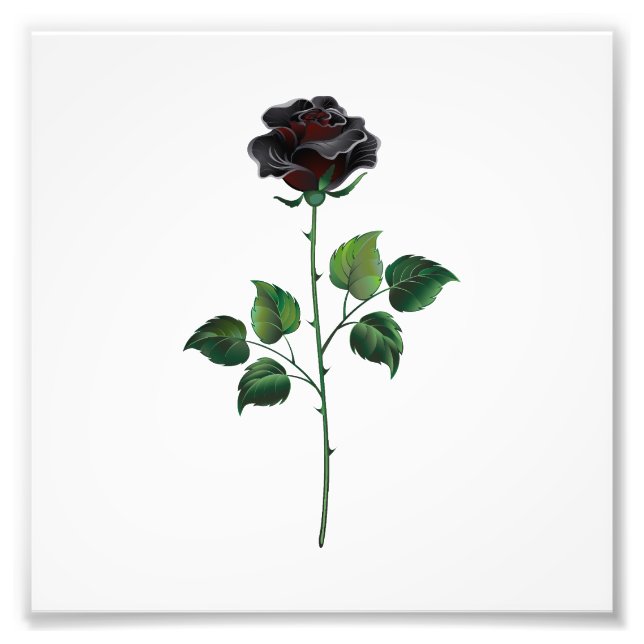 Blume der schwarzen Rose Fotodruck (Vorne)