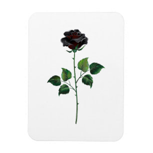 Blume der schwarzen Rose Magnet