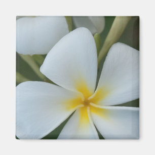 Blume der tropischen Plumeria aus Fidschi Magnet