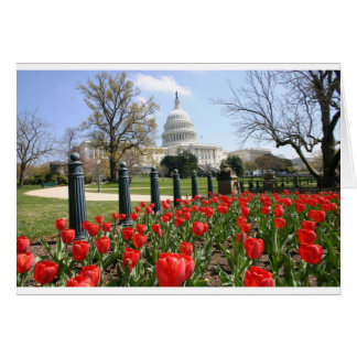 BLUME der US-Hauptstadt im Frühjahr