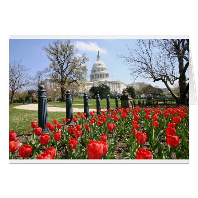 BLUME der US-Hauptstadt im Frühjahr (Vorderseite (Horizontal))