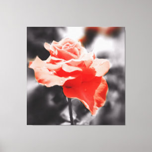 Blume der Vintagen Rose Leinwanddruck