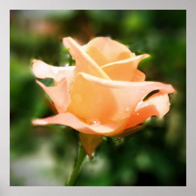 Blume der Vintagen Rose Poster (Vorne)