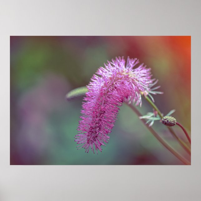 Blume der Violettwiese Poster (Vorne)