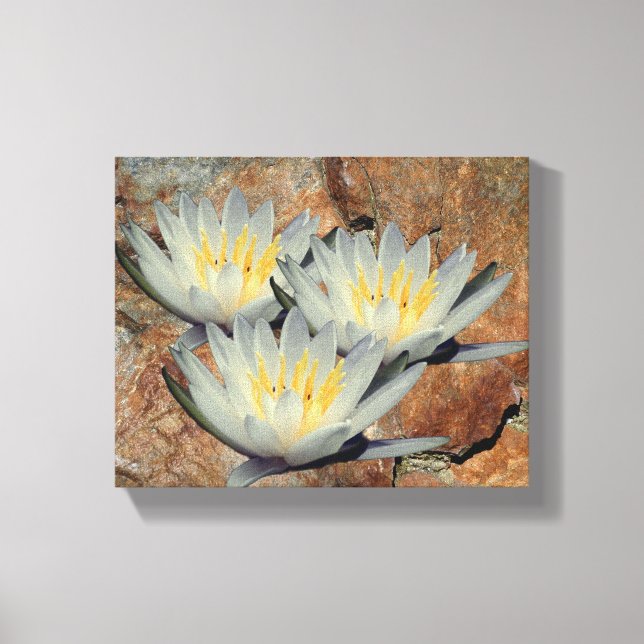 Blume der Wasserlilie Lotus auf Steinen Leinwanddruck (Vorderseite)