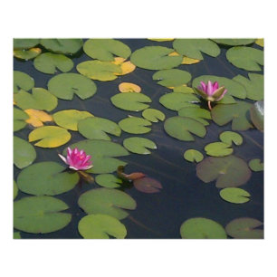 Blume der Wasserlilie Poster