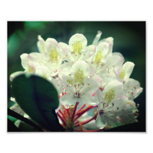 Blume der weißen Azalea mit Raindrops 8x10 Fotodruck