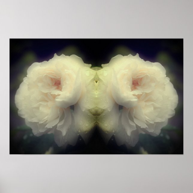 Blume der weißen Rose im Vollblutspiegel Abstrakt Poster (Vorne)