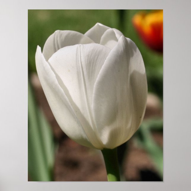 Blume der weißen Tulip bei Sonnenlicht Poster (Vorne)