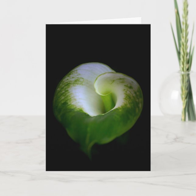 Blume der weißen und grünen Calla Lily-Karte Karte (Vorderseite)