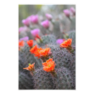 Blume der Wüstenkakteen Fotodruck