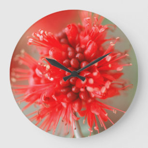 Blume der Zwerg-Boerbohne, Sabi Sands Große Wanduhr