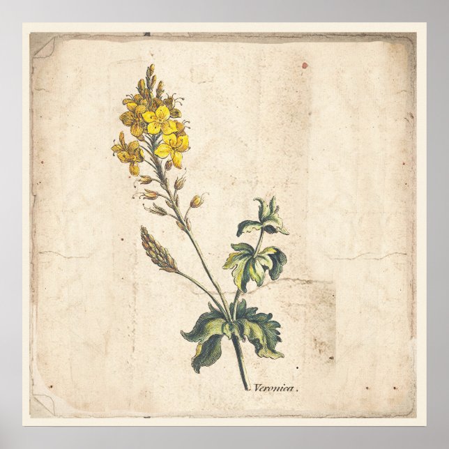 Blume des antiken Botanischen Druckposters Veronic Poster (Vorne)