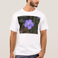 Blume des beständigen oder blauen Flachses
