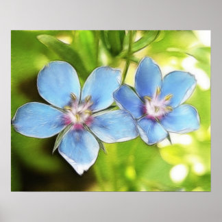 Blume des Blauen Imperiums (Anagallis monelli) Poster