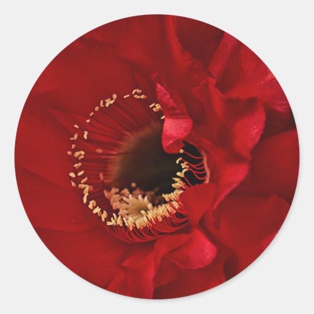 Blume des Feuerlichtkaktums Runder Aufkleber (Vorderseite)
