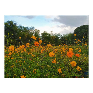Blume des gelben Schwefelkosmos Fotodruck