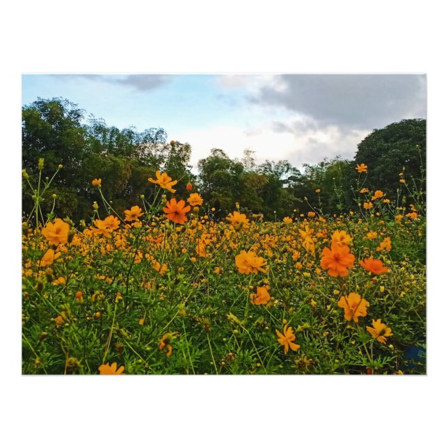 Blume des Gelbschwefelkosmos Fotodruck (Vorne)