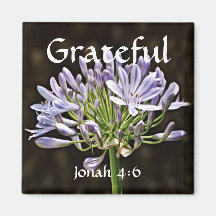 Blume des Glaubens Jonah Agapanthus Magnet