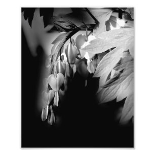 Blume des Herzens in Schwarz und Weiß 8x10 Fotodruck