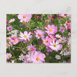 Blume des Kosmos (Bidens Formosa). Kirkwood Postkarte