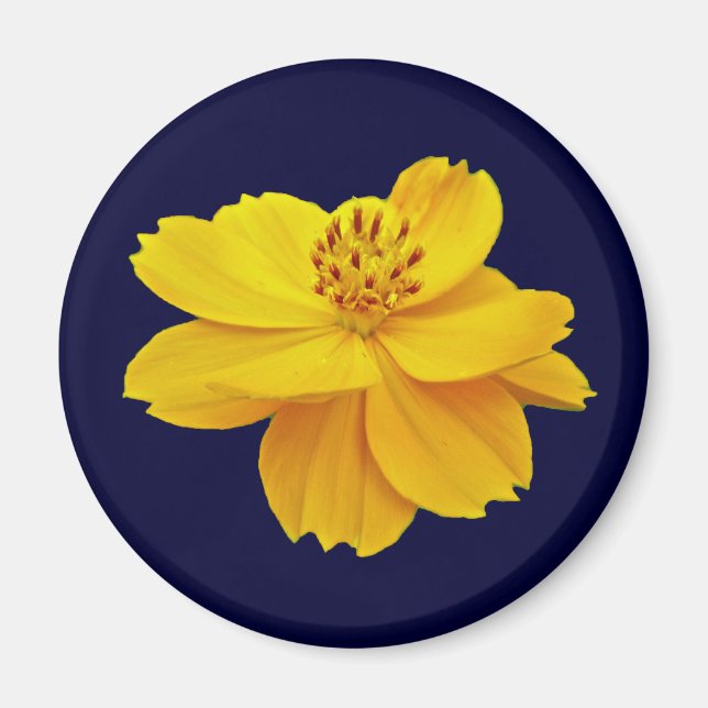 Blume des Kosmos (Cosmos sulfureus) Magnet (Vorne)