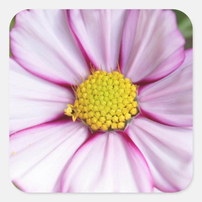 Blume des Kosmos (Gärten für Mosa) Quadratischer Aufkleber (Vorderseite)