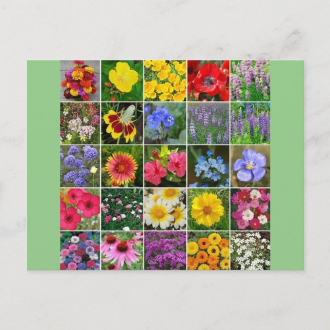 Blume des Kulturerbes - USA Postkarte (Vorderseite)