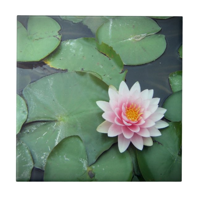 Blume des Lippenpfads, Rosa und Grüne Fotos Fliese (Vorderseite)