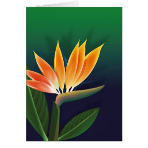 Blume des Paradieses