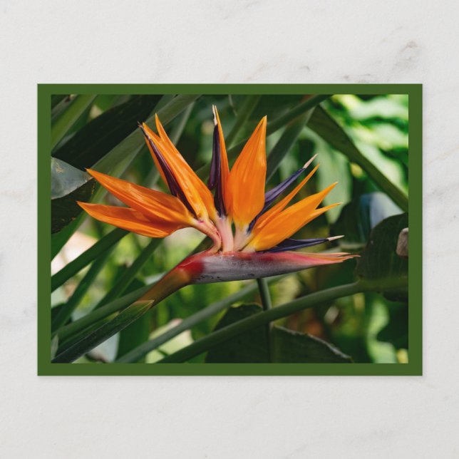 Blume des Paradieses Postkarte (Vorderseite)