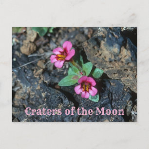 Blume des rosa Affen, Felsen von Lava, Mondkrater Postkarte