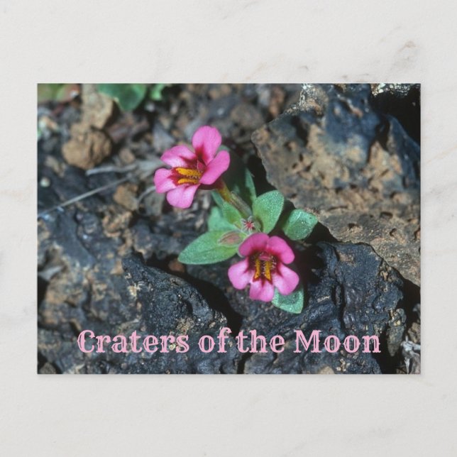 Blume des rosa Affen, Felsen von Lava, Mondkrater Postkarte (Vorderseite)