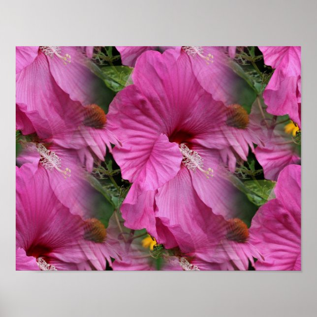Blume des rosa Hibiskus multipliziert Poster (Vorne)