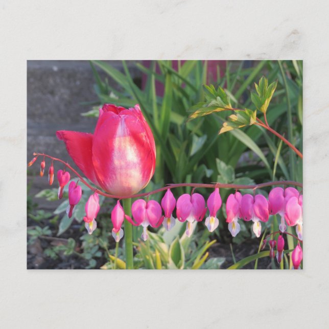 Blume des roten Blutes und des rosa Herzens Postkarte (Vorderseite)