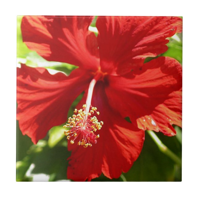 Blume des Roten Hawaiianischen Hibiskus Fliese (Vorderseite)