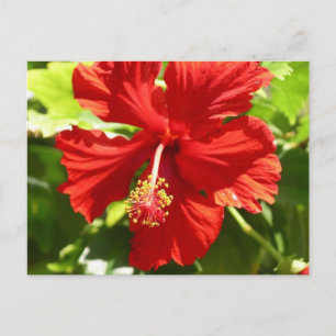 Blume des roten hawaiianischen Hibiskus Postkarte