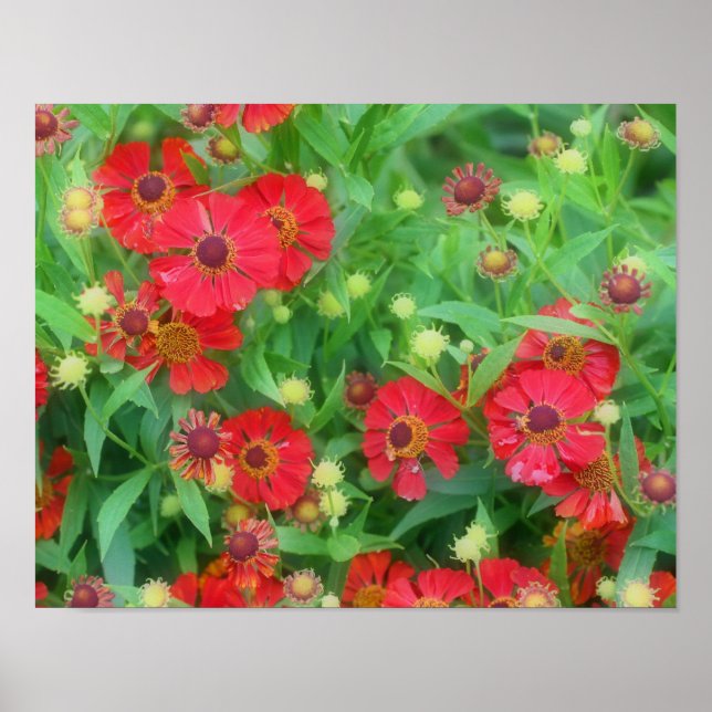 Blume des Roten Zinnia Poster (Vorne)