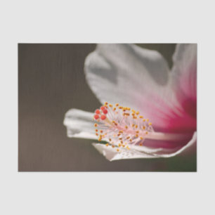 Blume des tropischen Rosa und des weißen hawaiiani Seidenpapier