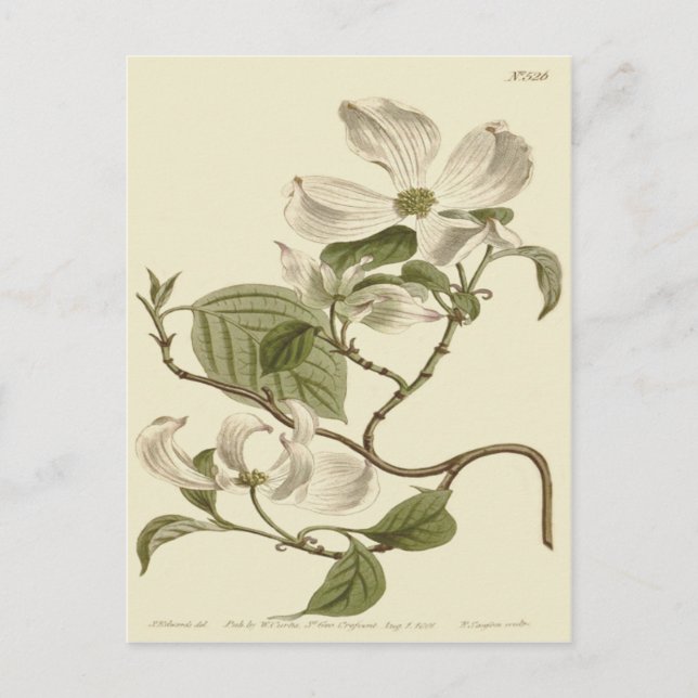 Blume des weißen Dogwoods Postkarte (Vorderseite)