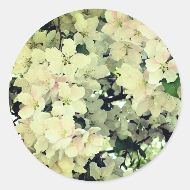 Blume des weißen Frühlings blüht Runder Aufkleber (Vorderseite)