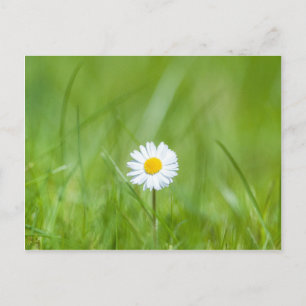 Blume des weißen Gelbschwanzes im Grünen Postkarte