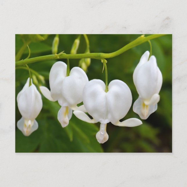 Blume des weißen Herzens Postkarte (Vorderseite)