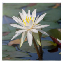 Blume des weißen Lotos