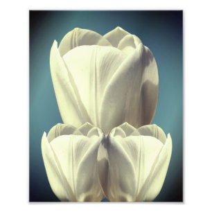 Blume des weißen Tulip Art 8x10 Fotodruck