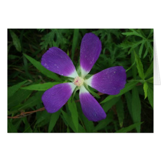 Blume, die als lila Stern/Estrella morada aufwirft Karte